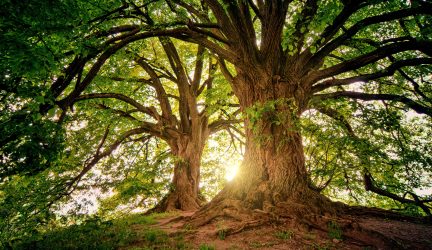 A árvore certa no lugar certo: como a arborização transforma as cidades
